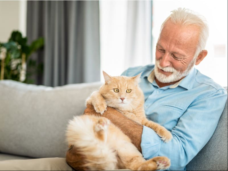 Muitas pessoas sem filhos nas casas - principalmente com o avanço da idade - cuidam de animais domésticos como parte da família. Companheiros inseparáveis.