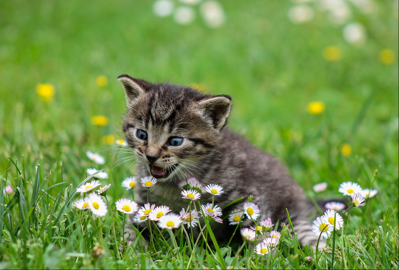 Quem tem jardim pode deixar os gatos livres para se divertir, pois eles amam o ambiente arborizado. Mas se eles quebrarem as plantas, borrife um pouco de água no gato que ele logo volte para dentro de casa.