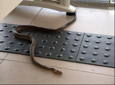 Sindicato denuncia infestação de cobras no fórum de Santa Quitéria 