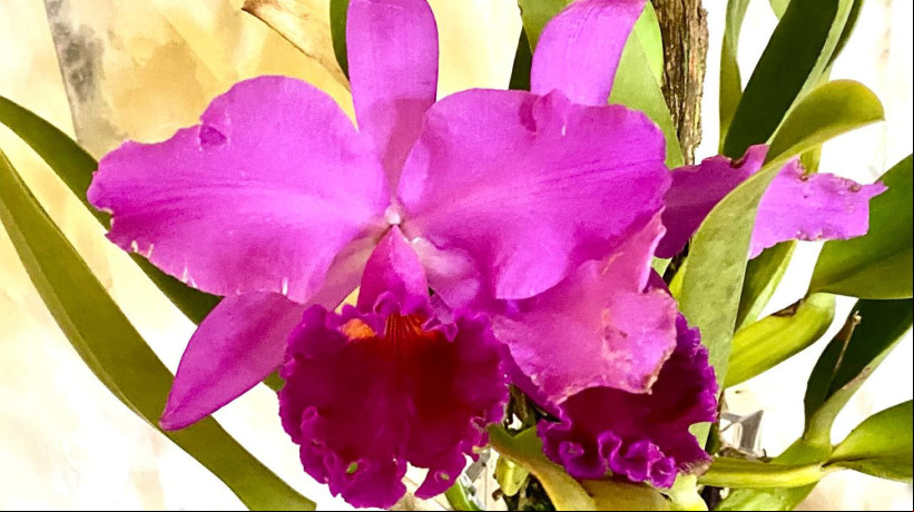 Cattleya labiata em sua versão rubra