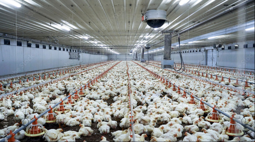EXPORTAÇÃO de carne de frango do Brasil
está suspensa para diversos países