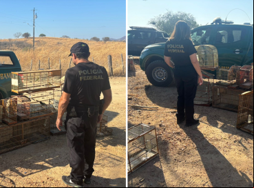 Operação policial cumpre 5 mandados de busca e apreensão em Icó para combater tráfico e comércio ilegal de aves silvestres
 