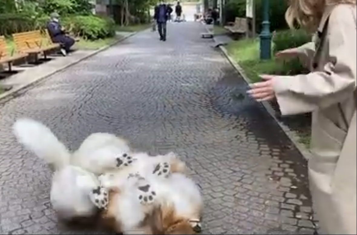 O primeiro eio foi em um parque e Toko até rolou no chão, tamanha a felicidade de poder se ar por cão em público.