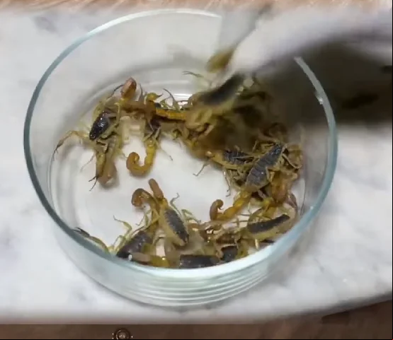 Embora seja conhecido como escorpião amarelo, sua cor pode variar de amarelo claro a marrom escuro.